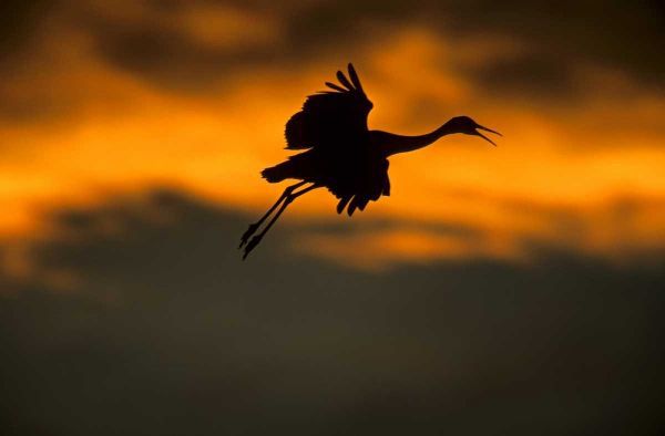 New Mexico Sandhill crane landing at sunset